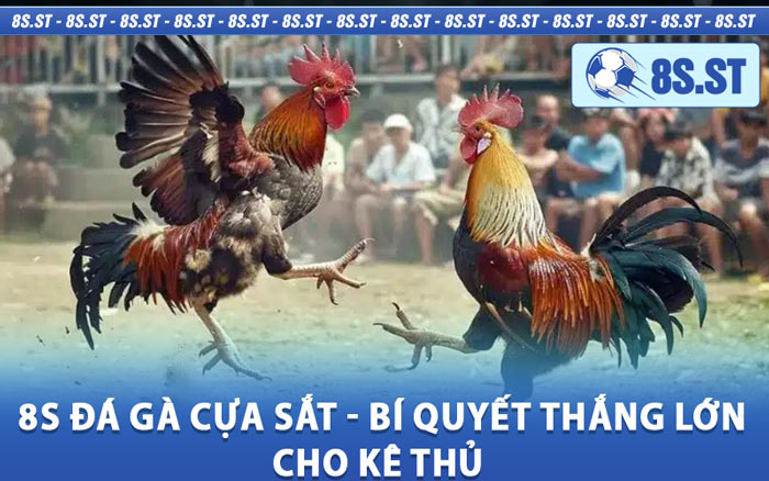 8s Đá Gà Cựa Sắt - Bí Quyết Thắng Lớn Cho Kê Thủ